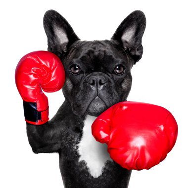 Картина, постер, плакат, фотообои "боксерская собака ", артикул 45551029