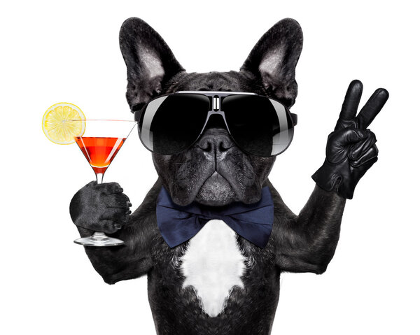 Cocktail dog — Stock Photo, Image