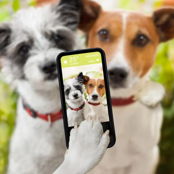 Selfie dogs — Stock Photo, Image