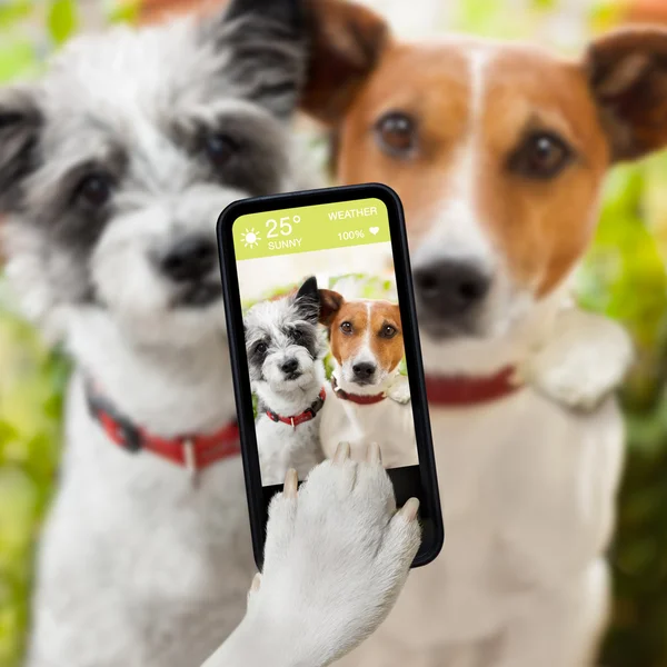 Selfie собаки Ліцензійні Стокові Зображення