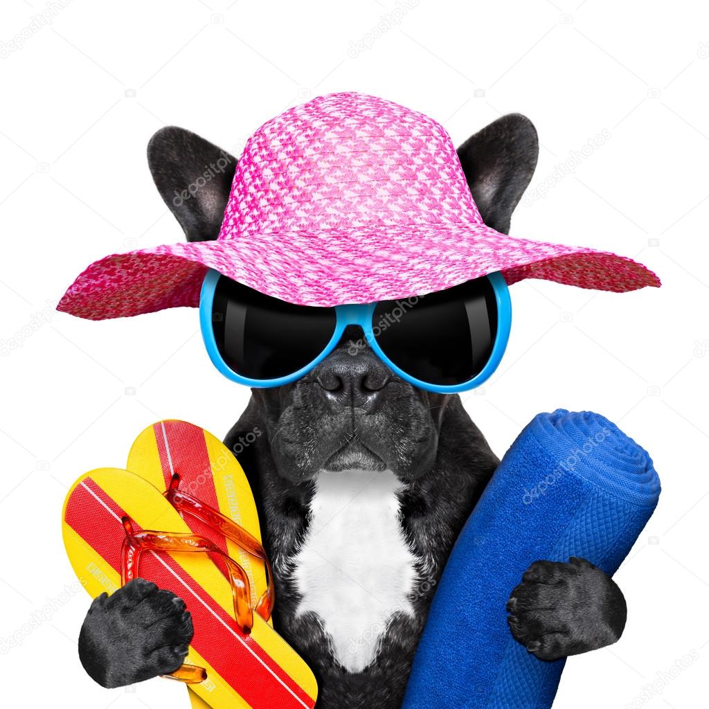 french bulldog  on vacation 