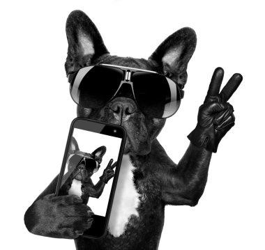 selfie köpek