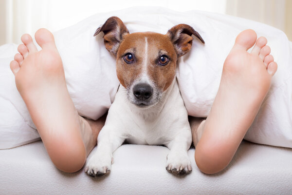 sleeping dog and owner