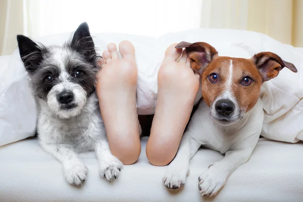 Couple of dogs and owner — Stock Photo, Image