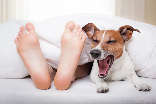 Sleeping dog and owner — Stock Photo, Image