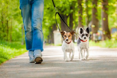 Köpekler yürüyüş için gidiyor