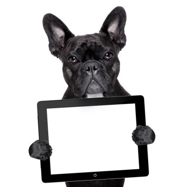 tablet pc ile köpek