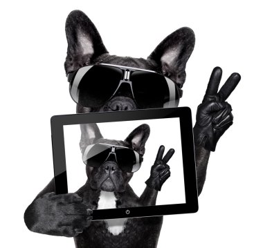 selfie köpek