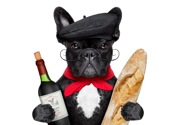 Französischer Hund — Stockfoto