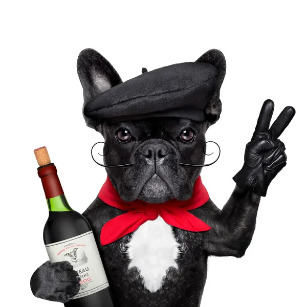 French dog — Stock Photo, Image
