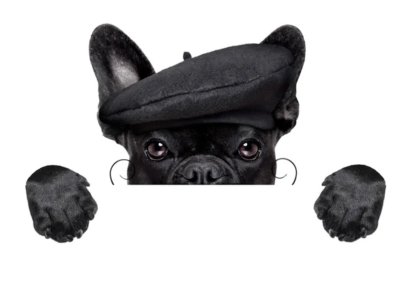 French dog — Stock Photo, Image