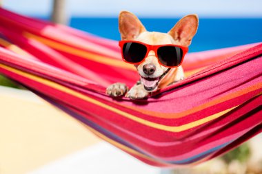 hamak üstünde köpek
