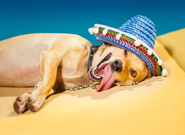 Dronken Mexicaanse hond — Stockfoto