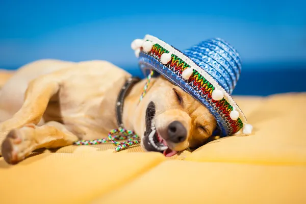 Opilý mexických pes — Stock fotografie