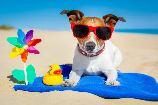 Cão na praia — Fotografia de Stock