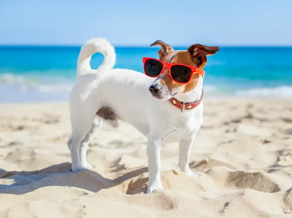 Kutya a strandon — Stock Fotó