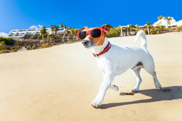 Pies biegnąc na plaży — Zdjęcie stockowe