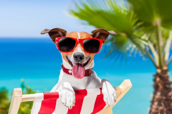 Summer vacation dog — Stock Photo, Image