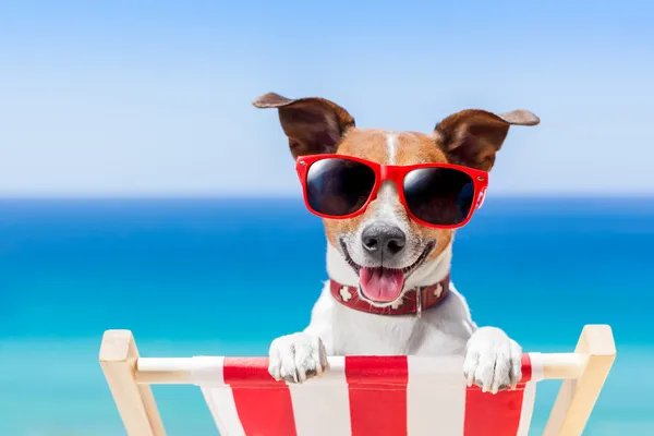 Summer vacation dog — Stock Photo, Image