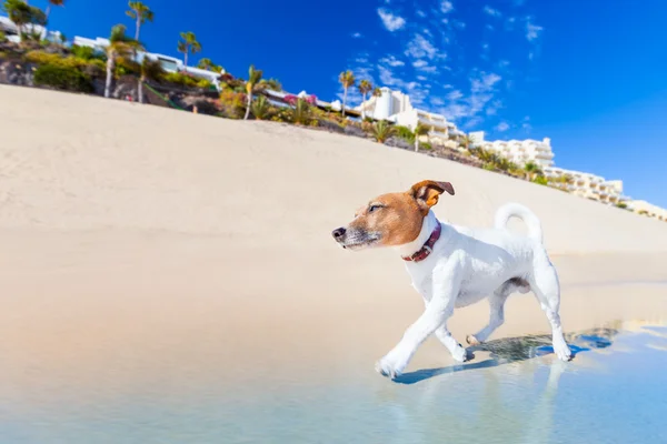 Perro corriendo —  Fotos de Stock