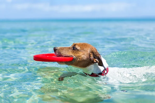 Cão frisbee — Fotografia de Stock