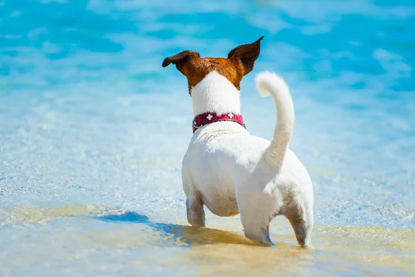 Dog watching — Stock Photo, Image