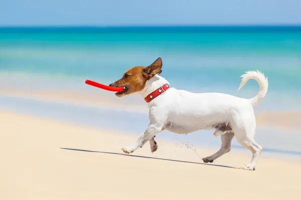 Cão frisbee — Fotografia de Stock