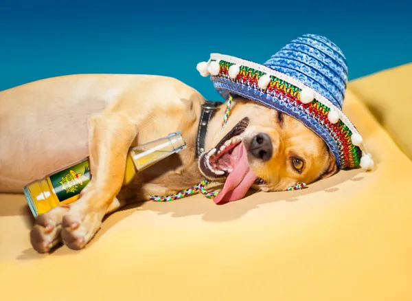 Drunk mexican dog — Stock Photo, Image