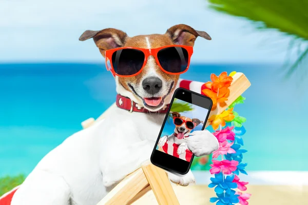 Cão selfie verão — Fotografia de Stock