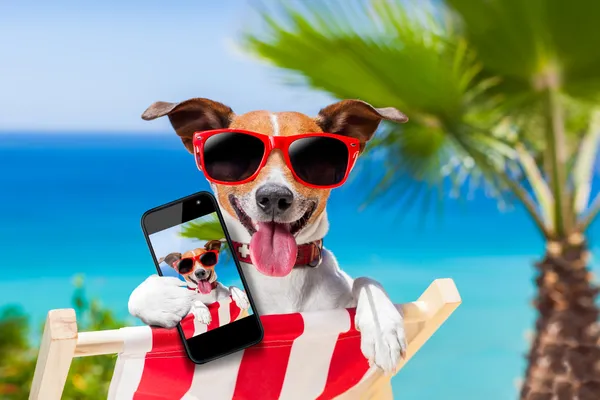 Summer selfie dog — Stock Photo, Image