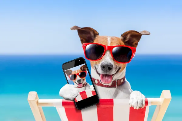 Summer selfie dog — Stock Photo, Image