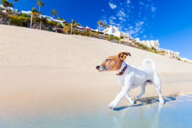 Köpek Koşusu 