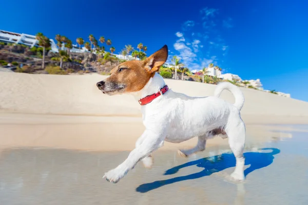 Cane che corre in spiaggia — Foto Stock