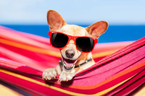 Dog on hammock — Stock Photo, Image