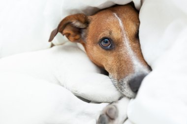 köpek uyanık