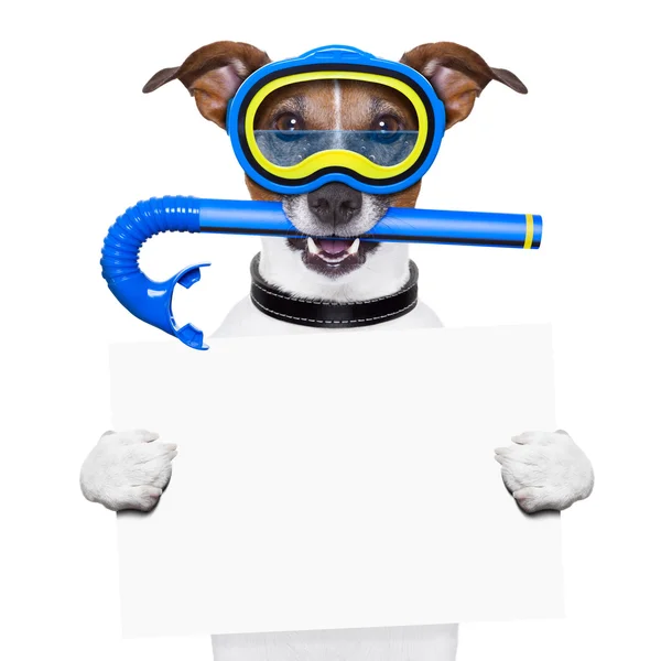 スキューバ ダイビング犬 — ストック写真