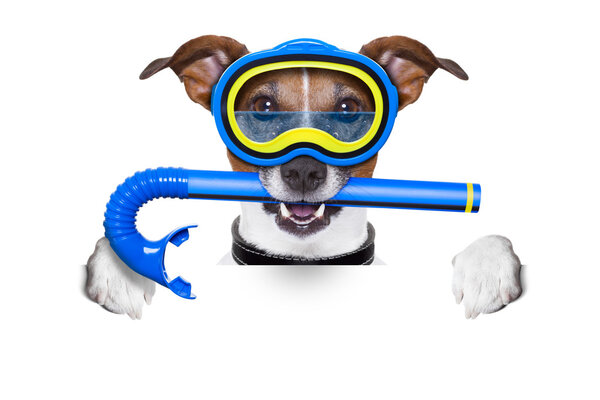 scuba dog