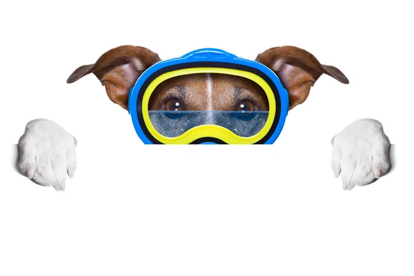 Scuba hund — Stockfoto