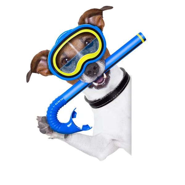 Scuba hund — Stockfoto