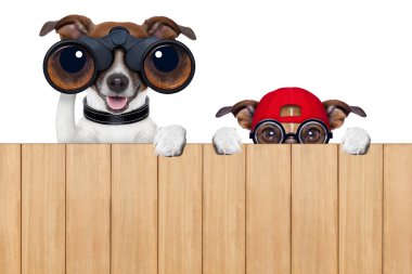iki meraklı köpek 