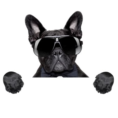 afiş arkasında köpek