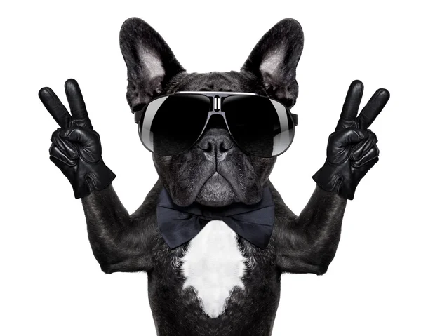 Cool hond — Stockfoto