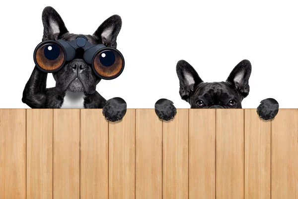 Two nosy dogs — Stock Photo, Image