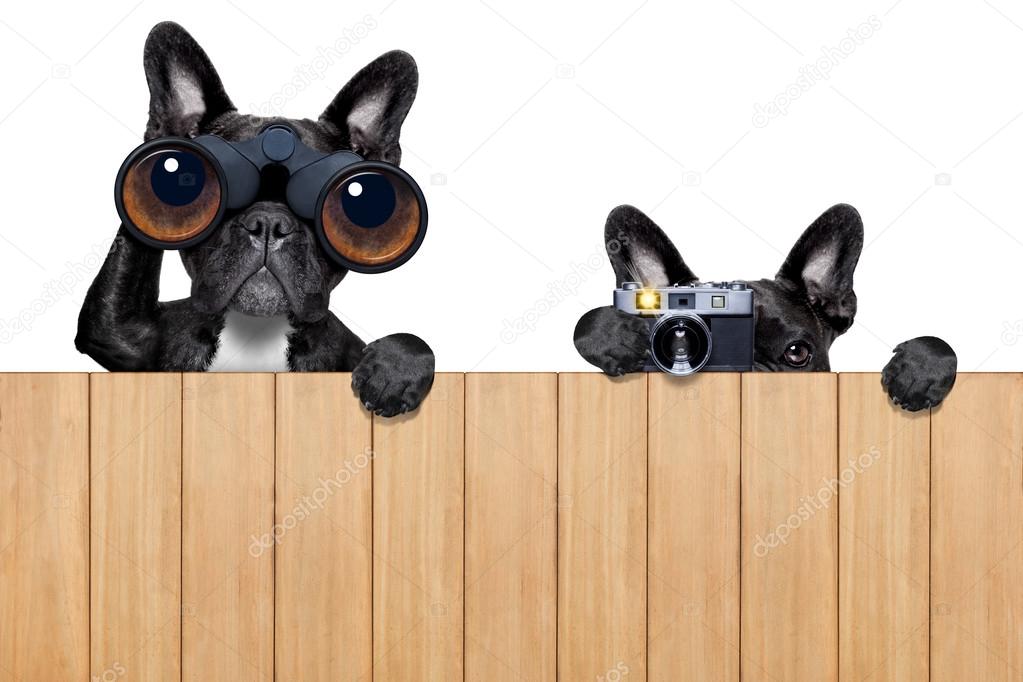 two nosy dogs 