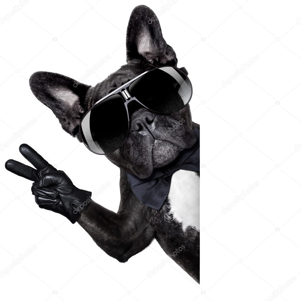 Cool french bulldog