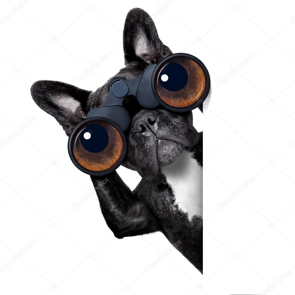 dog looking through binoculars 