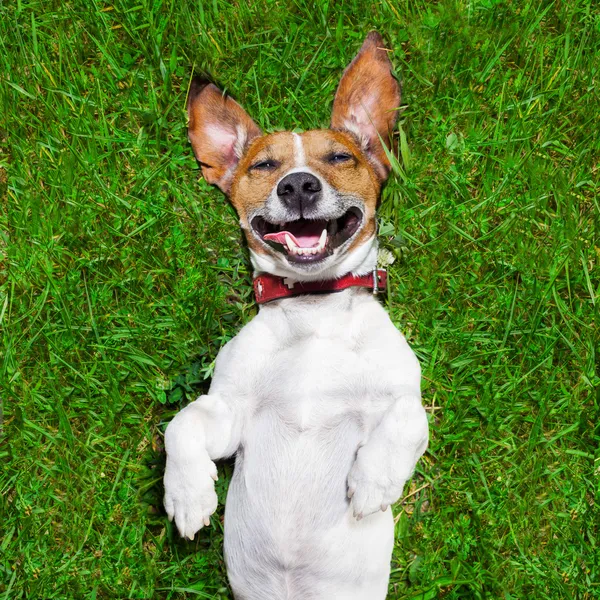 Very funny dog — Stock Photo, Image