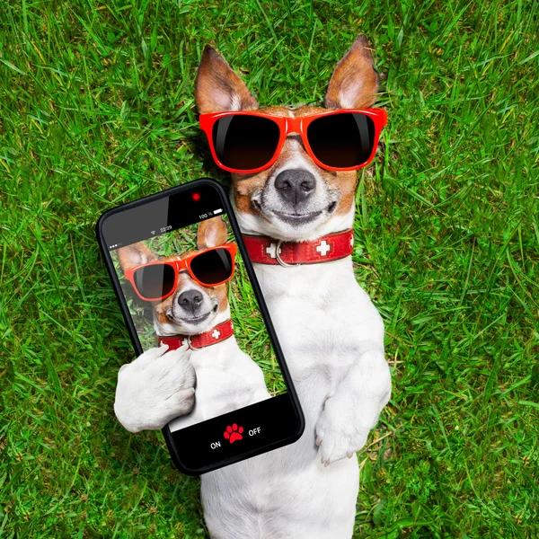 Roliga selfie hund — Stockfoto