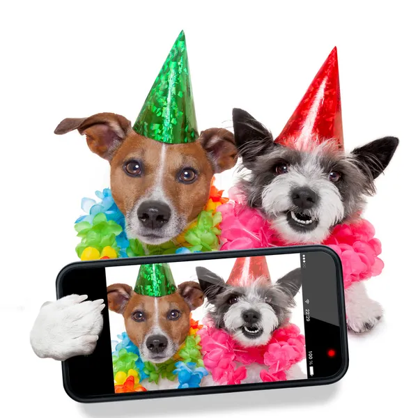 verjaardag honden stockfoto's, rechtenvrije verjaardag honden