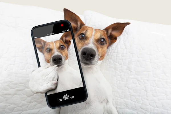 Dormilón selfie perro —  Fotos de Stock